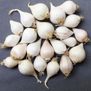 Tỏi cô đơn Lý Sơn (Tỏi một tép)