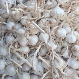 Tỏi Lý Sơn (tỏi nhiều nhánh)
